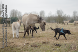 Die Mutterstute ist irritiert, aber inzwischen Hunde gewohnt
