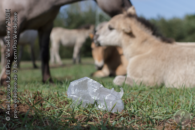 Schwere Kolik-Fälle gingen auf das Fressen von Plastiktüten zurück, Besucher waren entweder unachtsam oder wurden überrumpelt.