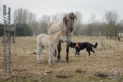 Frei laufender Hund - Fluchttiere mögen keine Jagdtiere