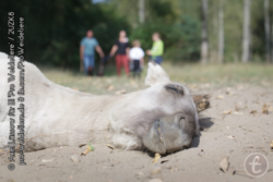 Schlafendes Wildpferd mit Besuchern