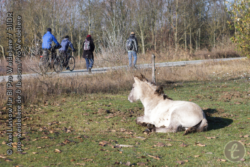Liegen oder Wälzen ist natürliches Verhalten, Besucher stören nicht.