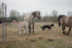 Der Leithengst erledigt sine Aufgabe und vertreibt die Hunde