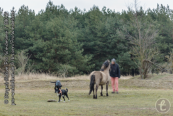 Der Leithengst fragt bei Herrchen nach, wieso die Leine nicht funktioniert