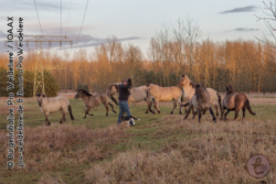 Die vom vorherigen Hund irritierten Stuten zeigen ohne Leithengst untypisch unentspanntes Verhalten