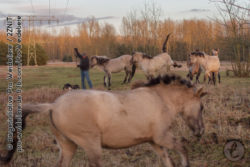 Kurz vorher waren zwei Hunde frei über die Fläche gelaufen und hatten die Herde selbst aus großer Entfernung irritiert