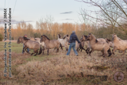 Wenn die Pferde einen Hund doch einmal als Gefahr ausgemacht haben, dann hilft nur der Rückzug - Menschen werden nie angegriffen.