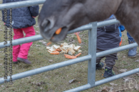 Hartnäckite Fütterer stehen meist hinter dem Tor, denn wer sich nicht mit Weidetieren auskennt kann auch mit dem Futterneid nicht umgehen
