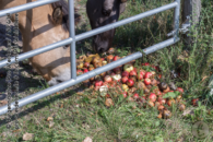 "Wild"pferde, Robustrinder und Wasserbüffel sind keine Wildschweine. Küchenreste oder vergammeltes Obst ist für sie kein gesundes Futter.