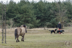 Der Leithengst folgt den vertriebenen Hunden zu Herrchen